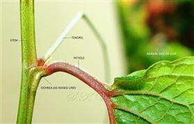  Ochrea,Hairs on petiole and on veins